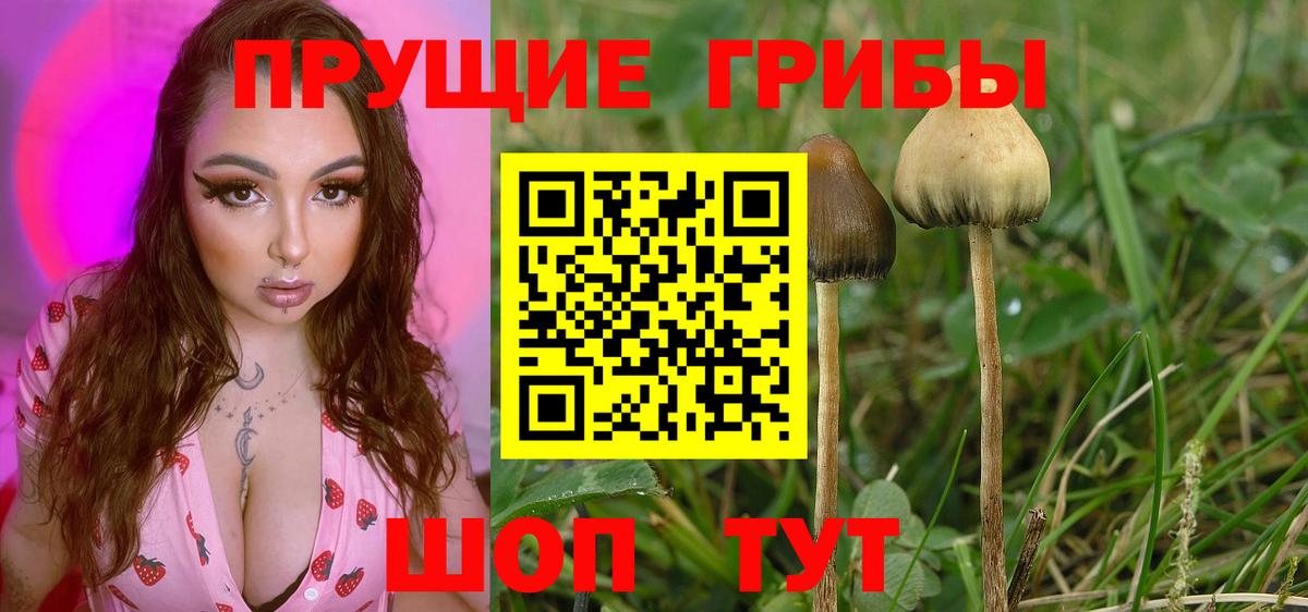 где купить наркотик  Псилоцибиновые грибы прущие грибы  Вход с VPN  Галлюциногенные грибы Psilocybe  Дагестанские Огни 